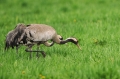 kraanvogel 4